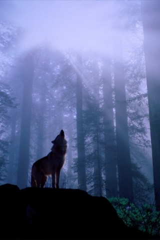 wallpapers wolf. Night of the Howling Wolf